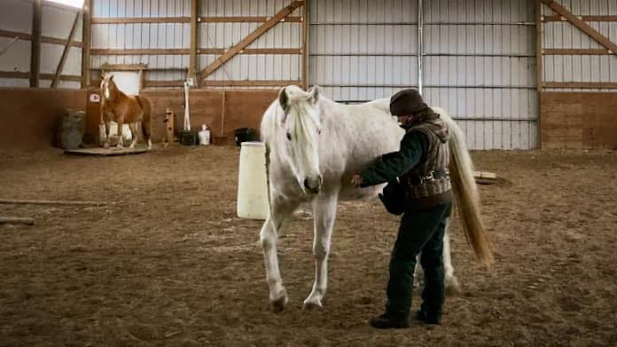 groundwork using positive reinforcement training