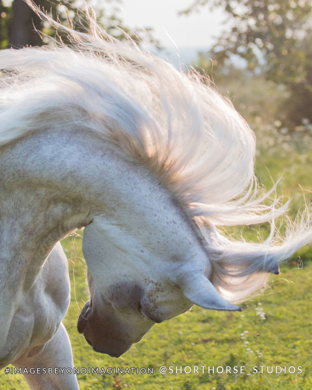 Behavior consultations